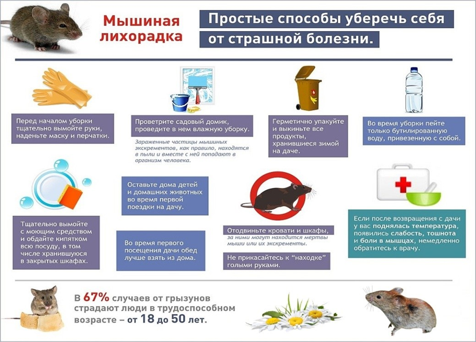 Геморрагическая лихорадка инкубационный период. ГЛПС Мышиная лихорадка. Геморрагические лихорадки ГЛПС. Исход ГЛПС геморрагической лихорадки с почечным синдромом. ГЛПС Мышиная лихорадка симптомы.